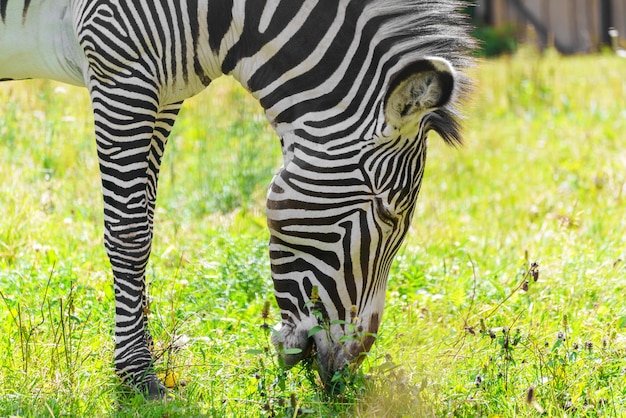 Zebra pasie się na łące Dzikie zwierzę w przyrodzie