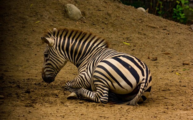 Zdjęcie zebra przechodząca przez pole