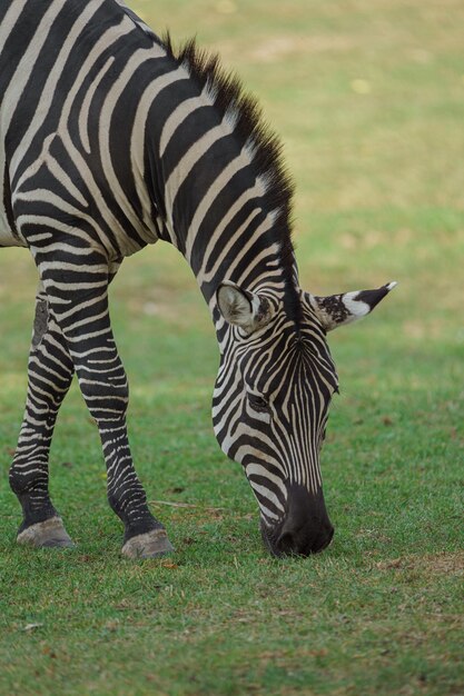 Zebra równinowa