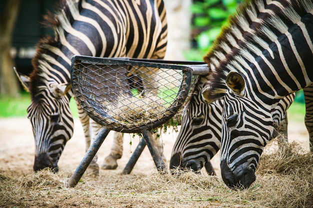 Zebra selektywne focus jedzenia trawy