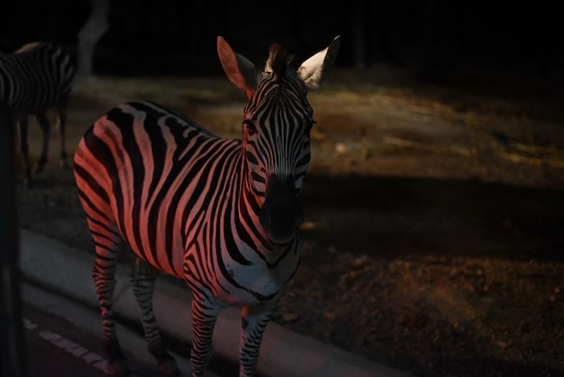 Zdjęcie zebra stojąca na lądzie