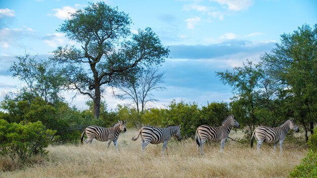 Zdjęcie zebra stojąca na polu przeciwko niebu