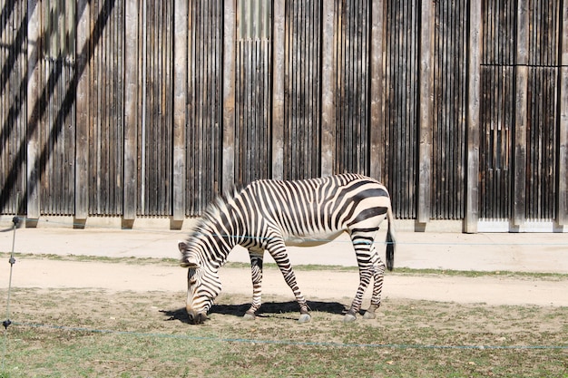 Zebra stojąca na polu z boku