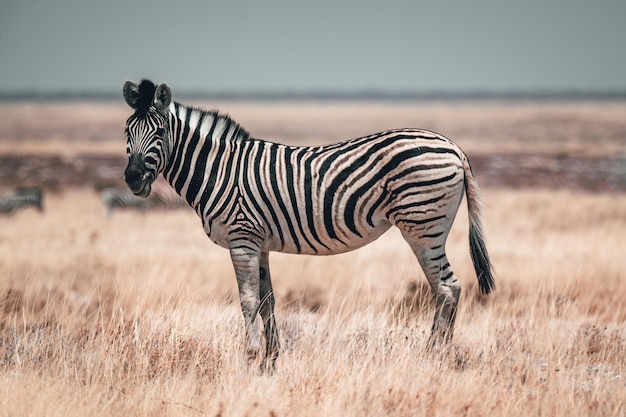 Zebra stojąca na polu