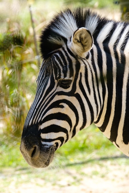 Zdjęcie zebra stojąca na polu