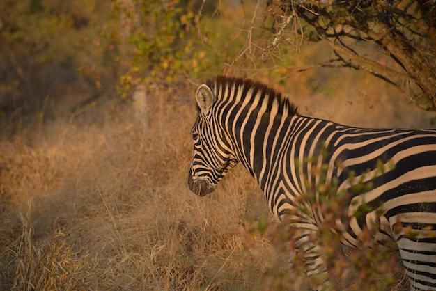 Zdjęcie zebra stojąca na polu