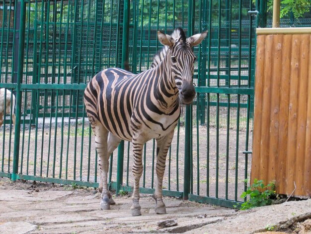 Zdjęcie zebra stojąca na polu