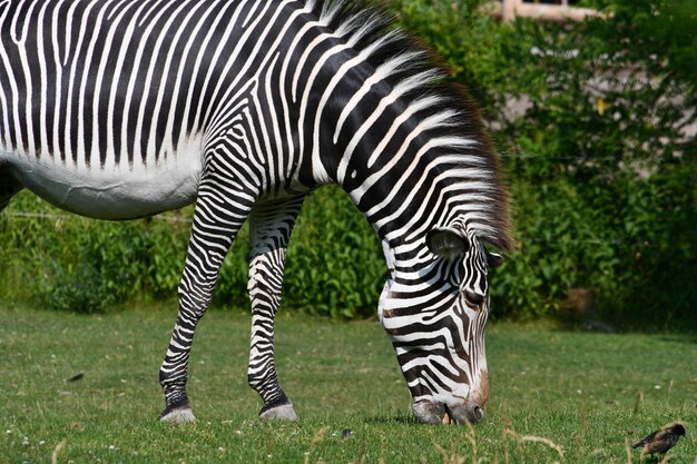 Zdjęcie zebra stojąca na polu