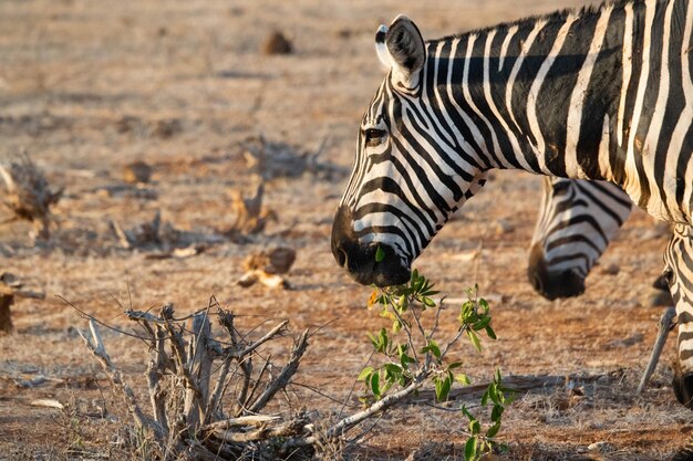 Zdjęcie zebra stojąca na polu