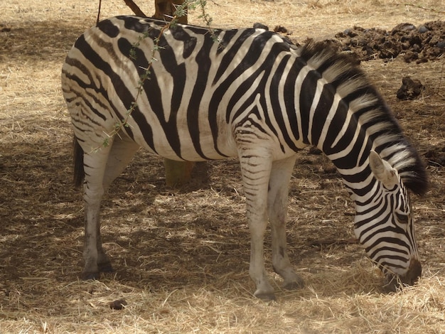 Zdjęcie zebra stojąca na polu