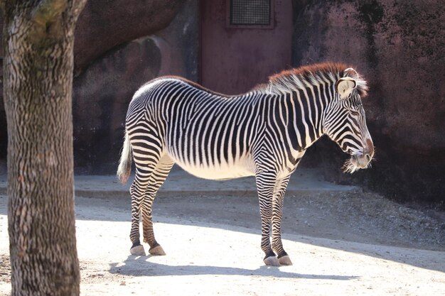 Zdjęcie zebra stojąca w zoo