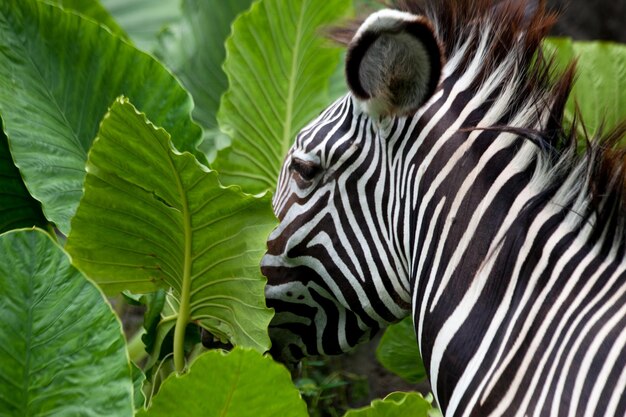 Zebra ukrywa się w liściach.