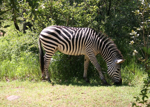 Zebra W Afryce