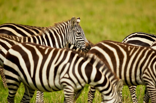 Zebra W Masai Mara