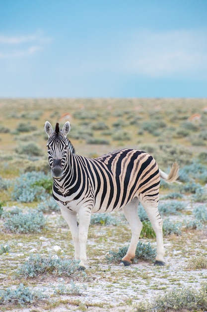 Zebra W Parku Narodowym Etosha W Namibii