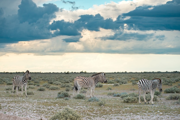 zebra w Parku Narodowym Etosha w Namibii