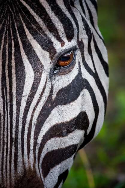 Zdjęcie zebra w parku narodowym