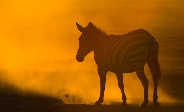 Zebra w pyle na tle zachodzącego słońca. Kenia. Tanzania. Park Narodowy. Serengeti. Masajowie Mara.