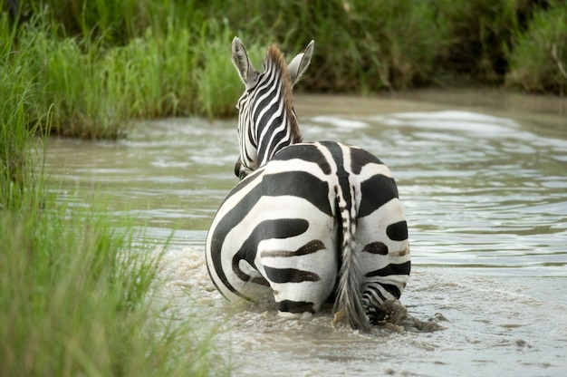 Zdjęcie zebra w wodzie