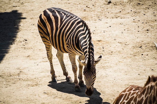 zebra w zoo, paski wzorzyste na skórze
