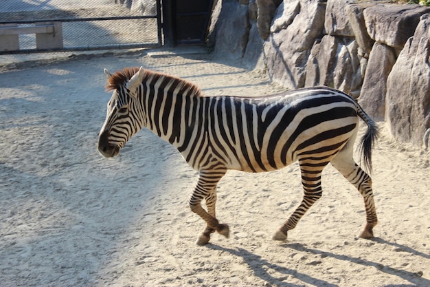 Zdjęcie zebra w zoo