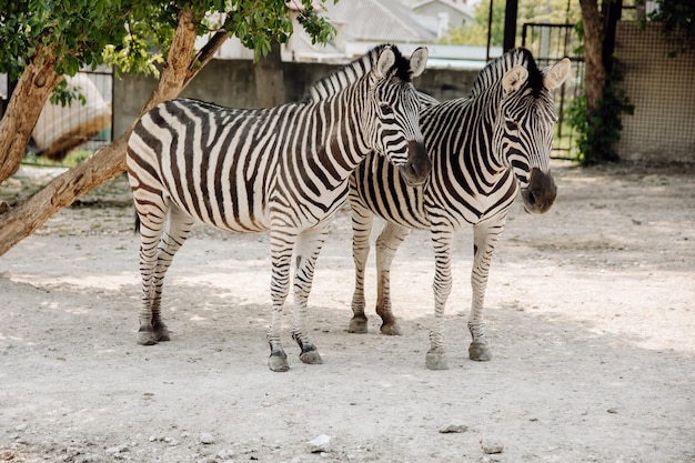 zebra w zoo