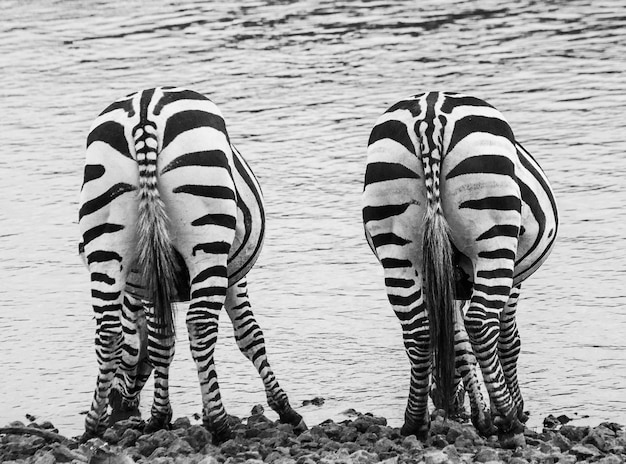 Zebra. Widok Z Tyłu. Kenia. Tanzania. Park Narodowy. Serengeti. Masajowie Mara.