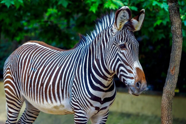 Zdjęcie zebra z bliska na polu