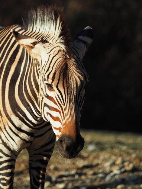 Zdjęcie zebra z bliska