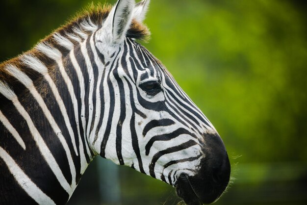 Zebra z bliska