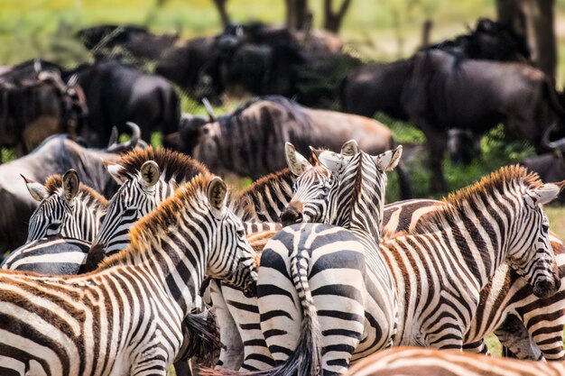 Zdjęcie zebra z bliska