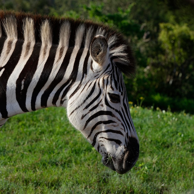 Zebra z bliska