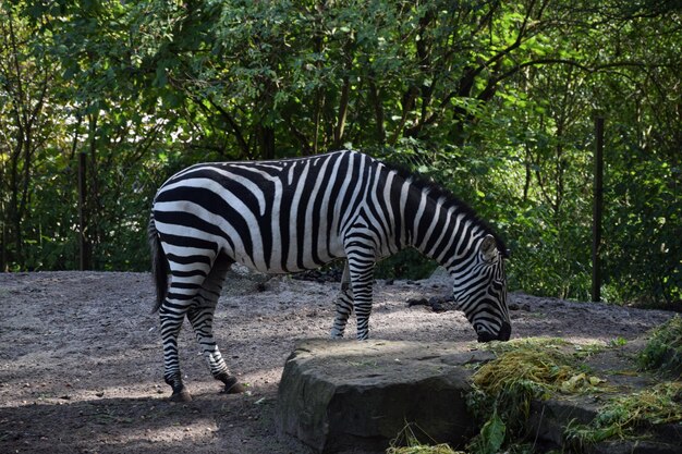 Zdjęcie zebra z boku w zoo