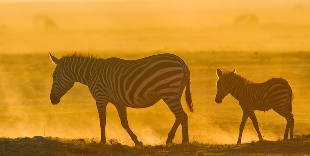 Zebra z dzieckiem w kurzu na tle zachodzącego słońca. Kenia. Tanzania. Park Narodowy. Serengeti. Masajowie Mara.