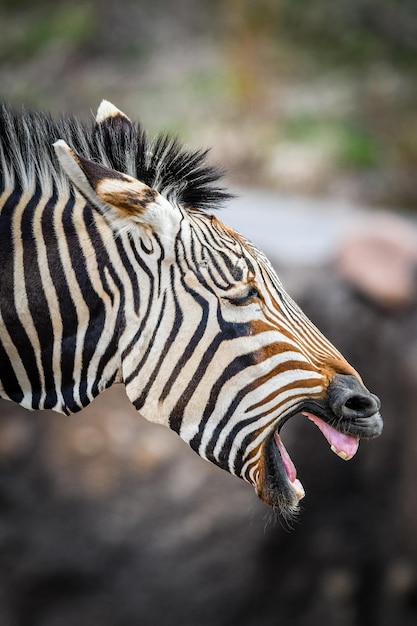 Zdjęcie zebra z otwartymi ustami na bliskim planie