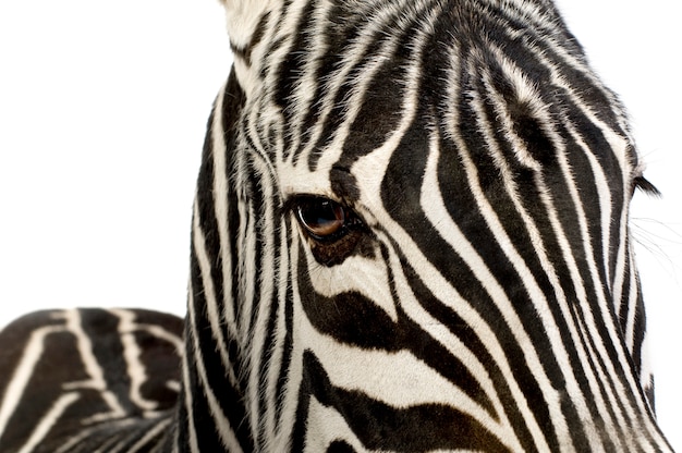 Zebra z przodu na białym tle