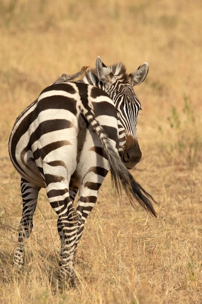 zebra zwyczajna na łąkach afrykańskiej sawanny z ostatnim światłem dnia