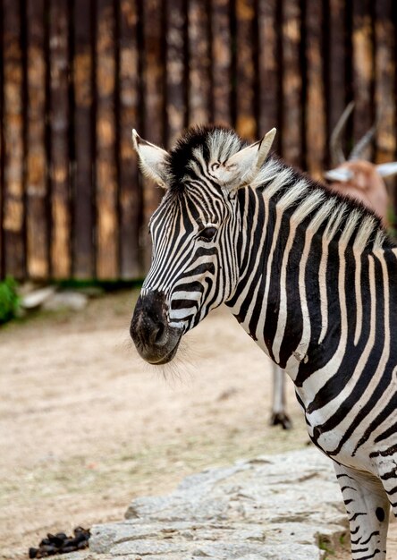 Zebra