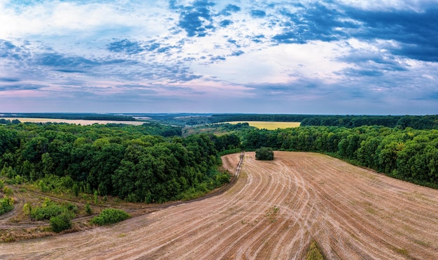 Zebrane pole z samotnymi krzewami między gęstymi lasami z zielonymi drzewami pod szarym niebem z widokiem na panoramę burzowych chmur