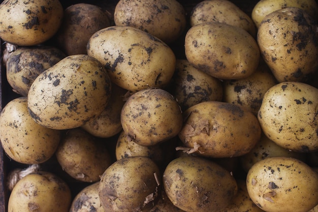 Zebrane ziemniaki świeże warzywa ekologiczne