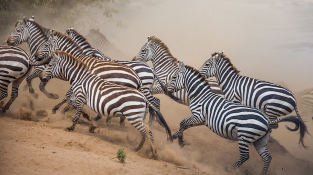 Zebry Biegają Po Sawannie. Kenia. Tanzania. Park Narodowy. Serengeti. Masajowie Mara.