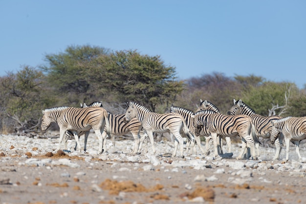 Zebry Gromadzą Się W Etosha National Park, Podróży Miejsce Przeznaczenia W Namibia. Kurz, Miękkie światło.