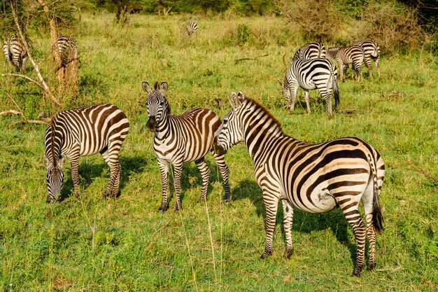 Zebry (hippotigris) W Parku Narodowym Serengeti. Zdjęcie Dzikiej Przyrody