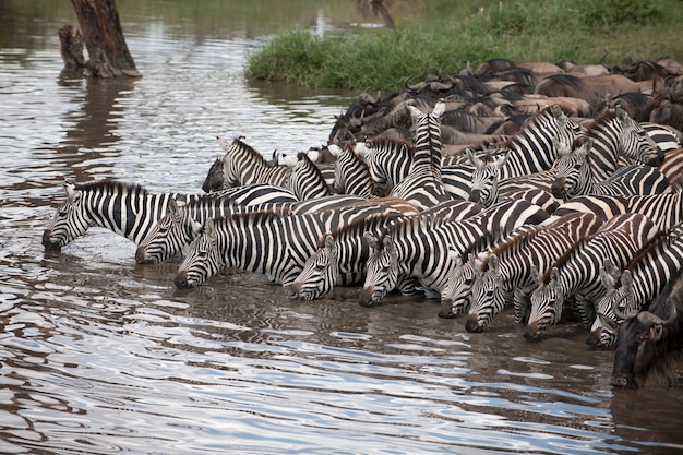 Zebry I Gnu W Parku Narodowym Serengeti