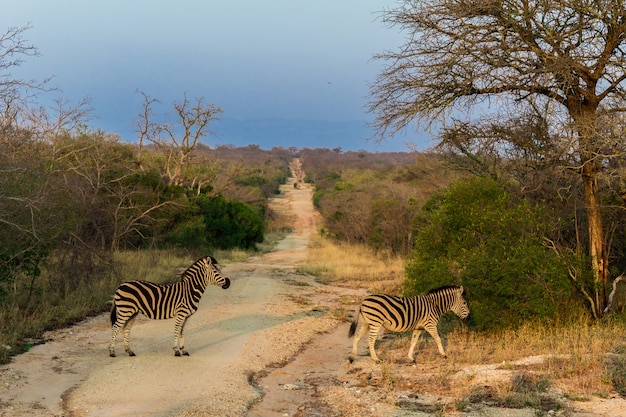 Zdjęcie zebry krzyżują ścieżkę w rezerwacie przyrody kruger na safari w afryce.