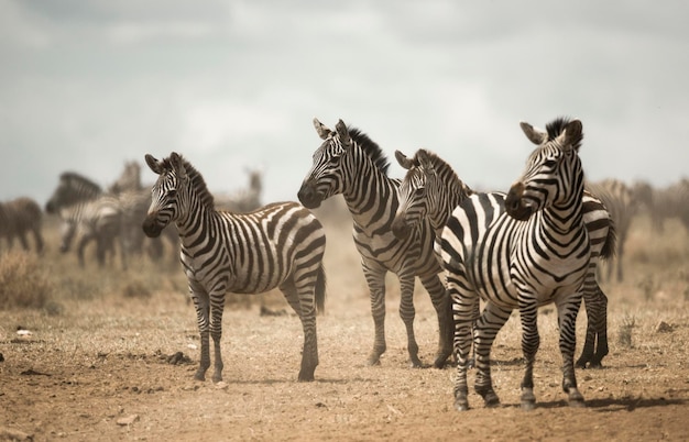 Zebry stojące, Serengeti, Tanzania, Afryka