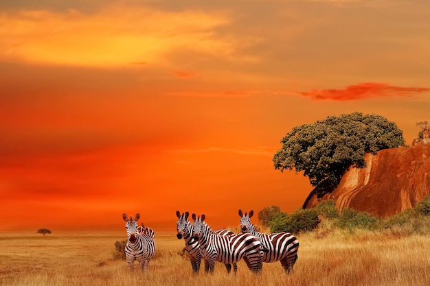 Zebry w afrykańskiej sawannie o zachodzie słońca Park Narodowy Serengeti Tanzania Afryka