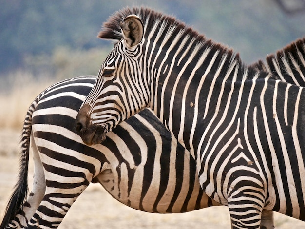 Zebry w South Luangwa National Park