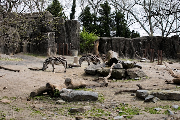 Zebry w zoo safari w parku dzikich zwierząt w słoneczny letni dzień w Filadelfii