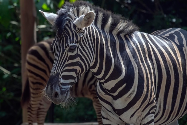 Zdjęcie zebry w zoo